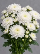 Хризантема кустовая Altai White (Алтай белая)