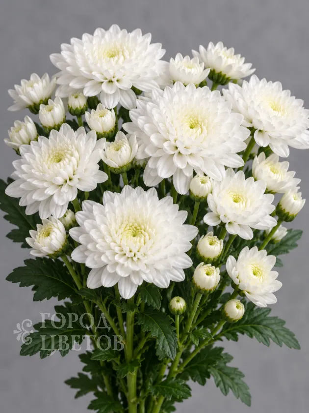 Хризантема кустовая Altai White (Алтай белая)