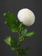 Хризантема одноголовая  Ping Pong White (Пинг-Понг Уайт)