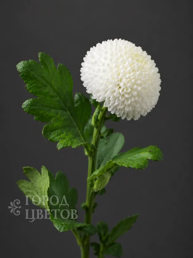 Хризантема одноголовая  Ping Pong White (Пинг-Понг Уайт)