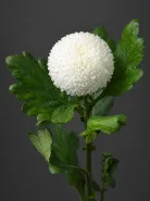 Хризантема одноголовая  Ping Pong White (Пинг-Понг Уайт)