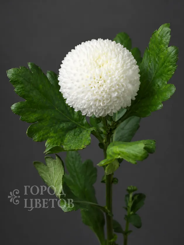 Хризантема одноголовая  Ping Pong White (Пинг-Понг Уайт)