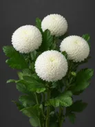 Хризантема одноголовая  Ping Pong White (Пинг-Понг Уайт)