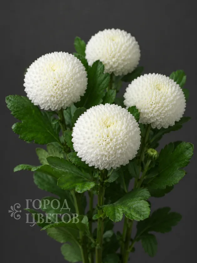 Хризантема одноголовая  Ping Pong White (Пинг-Понг Уайт)