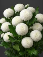 Хризантема одноголовая  Ping Pong White (Пинг-Понг Уайт)