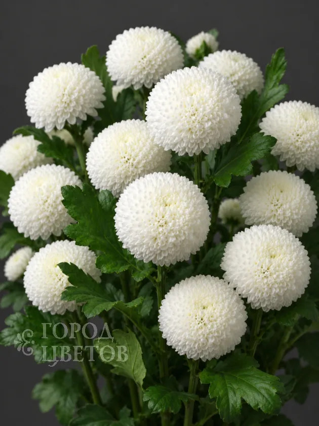 Хризантема одноголовая  Ping Pong White (Пинг-Понг Уайт)