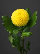Хризантема одноголовая Ping Pong Yellow (Пинг-Понг Еллоу)