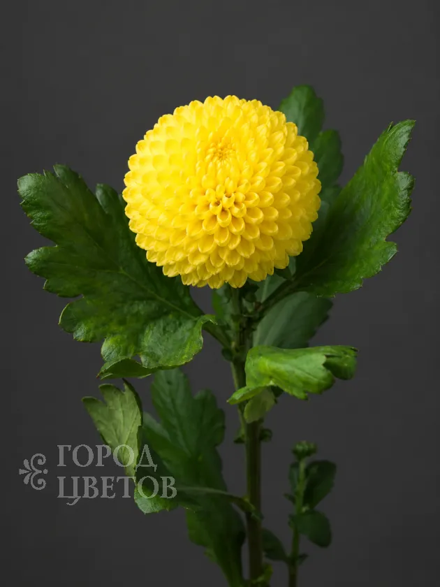 Хризантема одноголовая Ping Pong Yellow (Пинг-Понг Еллоу)