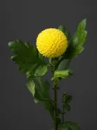 Хризантема одноголовая Ping Pong Yellow (Пинг-Понг Еллоу)