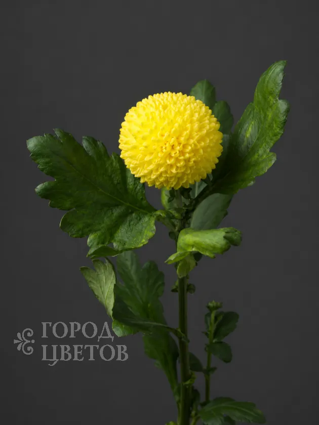 Хризантема одноголовая Ping Pong Yellow (Пинг-Понг Еллоу)