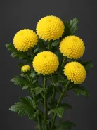 Хризантема одноголовая Ping Pong Yellow (Пинг-Понг Еллоу)