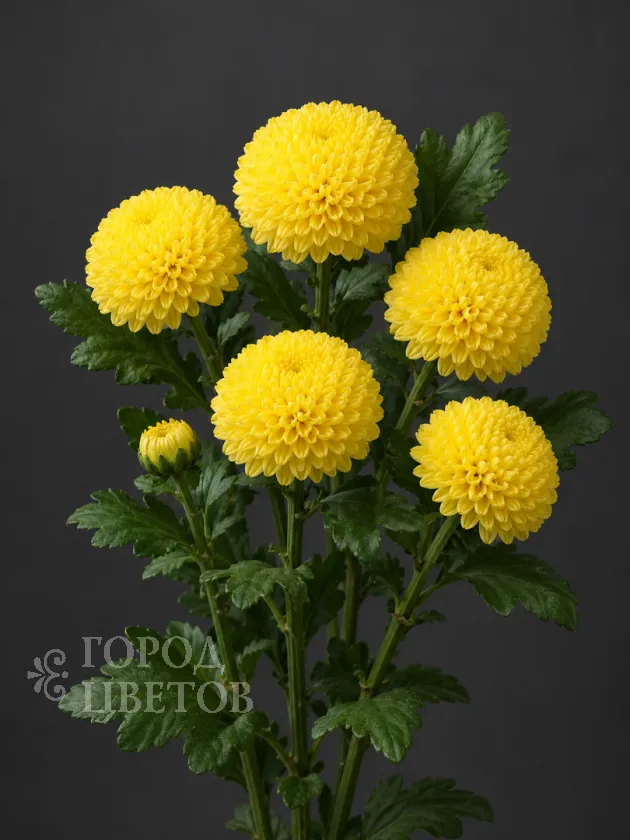 Хризантема одноголовая Ping Pong Yellow (Пинг-Понг Еллоу)