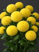 Хризантема одноголовая Ping Pong Yellow (Пинг-Понг Еллоу)