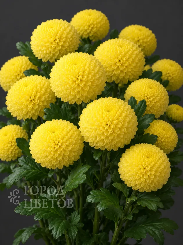 Хризантема одноголовая Ping Pong Yellow (Пинг-Понг Еллоу)