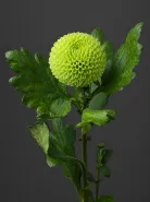 Хризантема одноголовая  Ping Pong Green (Пинг-Понг Грин)