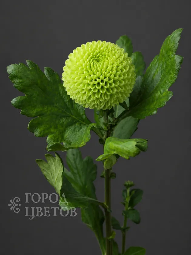 Хризантема одноголовая  Ping Pong Green (Пинг-Понг Грин)