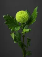 Хризантема одноголовая  Ping Pong Green (Пинг-Понг Грин)