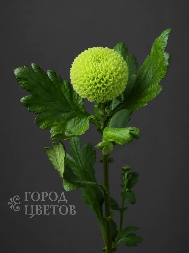 Хризантема одноголовая  Ping Pong Green (Пинг-Понг Грин)