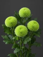 Хризантема одноголовая  Ping Pong Green (Пинг-Понг Грин)