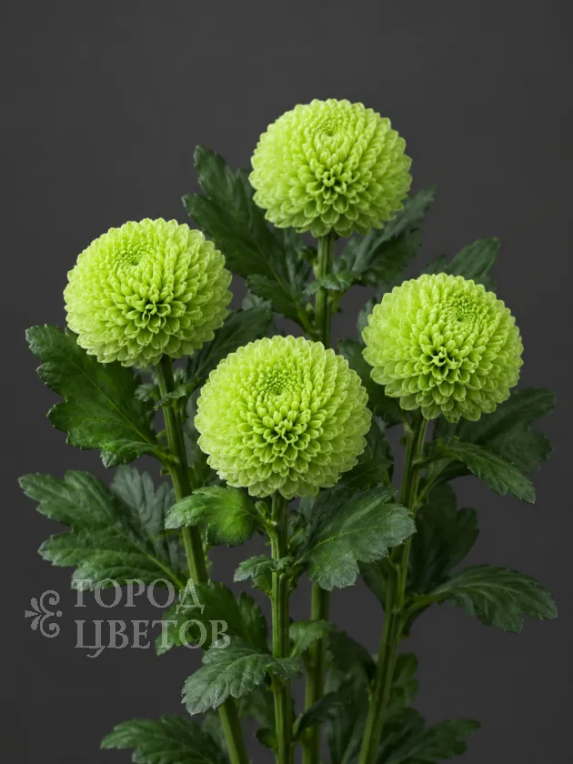 Хризантема одноголовая  Ping Pong Green (Пинг-Понг Грин)