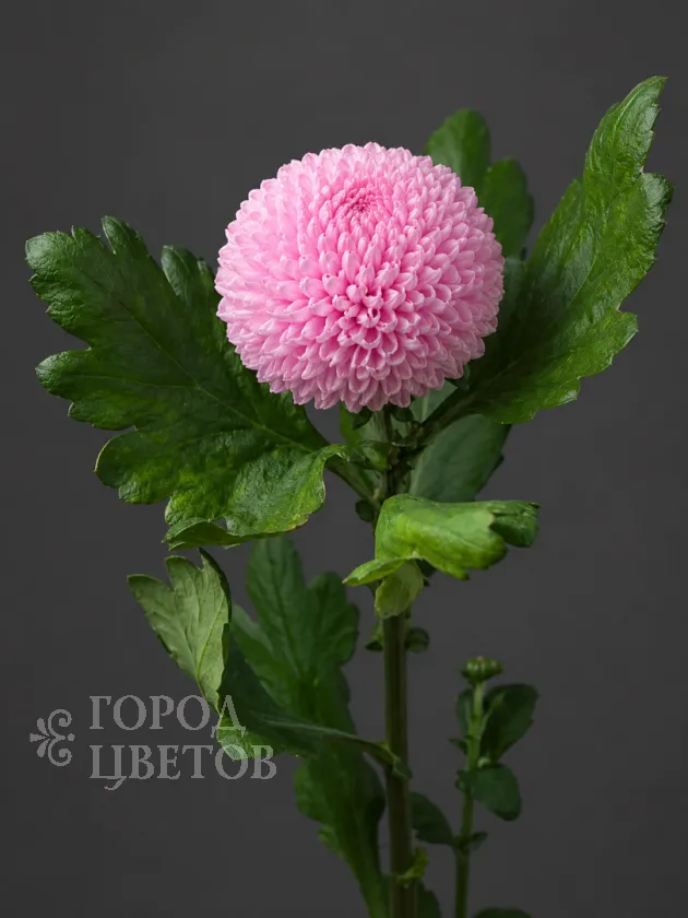 Хризантема одноголовая Ping Pong Pink (Пинг-Понг Пинк)