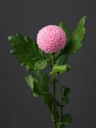Хризантема одноголовая Ping Pong Pink (Пинг-Понг Пинк)