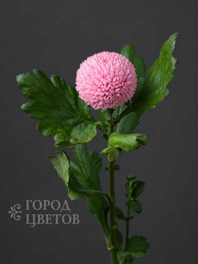 Хризантема одноголовая Ping Pong Pink (Пинг-Понг Пинк)