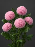 Хризантема одноголовая Ping Pong Pink (Пинг-Понг Пинк)