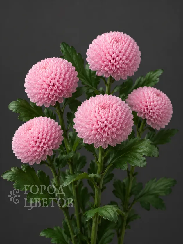 Хризантема одноголовая Ping Pong Pink (Пинг-Понг Пинк)