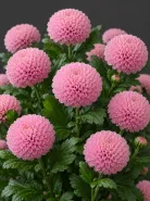Хризантема одноголовая Ping Pong Pink (Пинг-Понг Пинк)