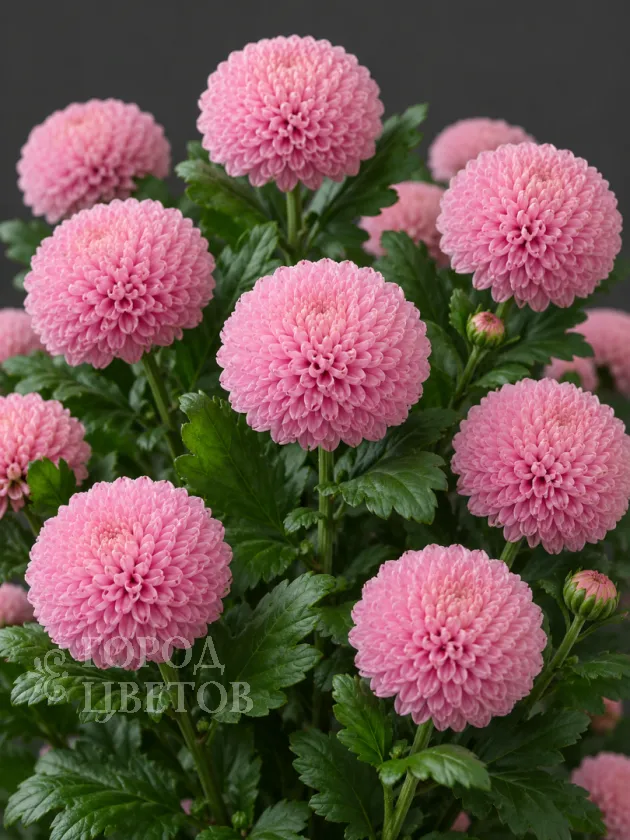 Хризантема одноголовая Ping Pong Pink (Пинг-Понг Пинк)