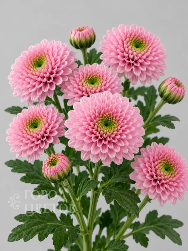 Хризантема кустовая Let’s Go Pink (Летс Гоу Пинк)