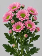 Хризантема кустовая Santini Rose (Сантини Роуз)