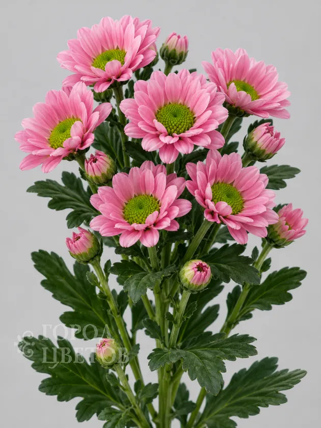 Хризантема кустовая Santini Rose (Сантини Роуз)