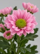 Хризантема кустовая Santini Rose (Сантини Роуз)