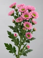 Хризантема кустовая Santini Rose (Сантини Роуз)