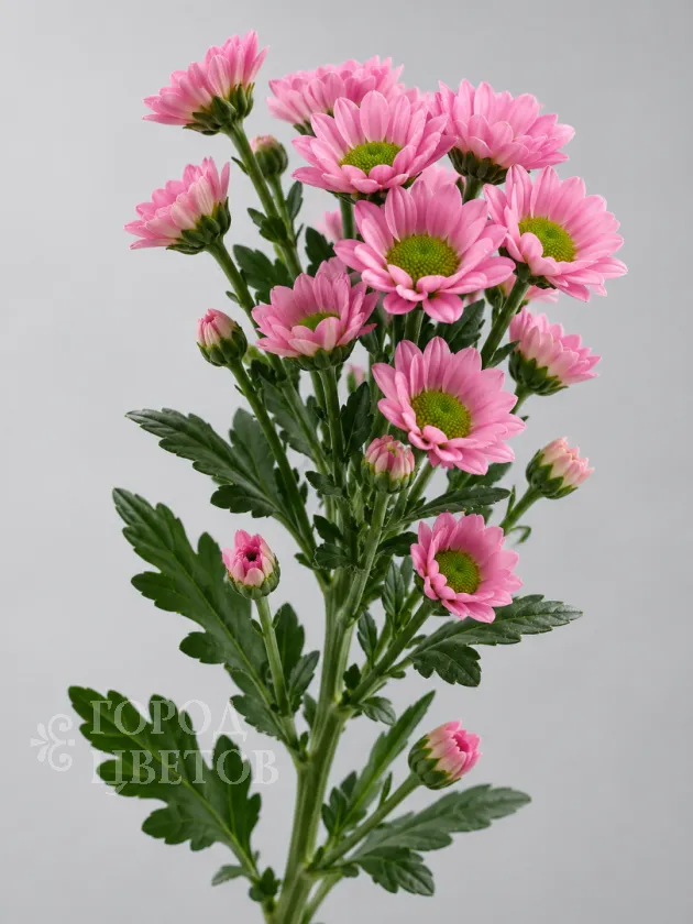 Хризантема кустовая Santini Rose (Сантини Роуз)