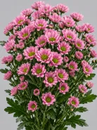 Хризантема кустовая Santini Rose (Сантини Роуз)