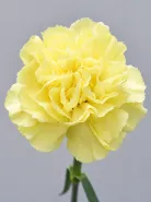Гвоздика Hermes Yellow (Гермес Еллоу)