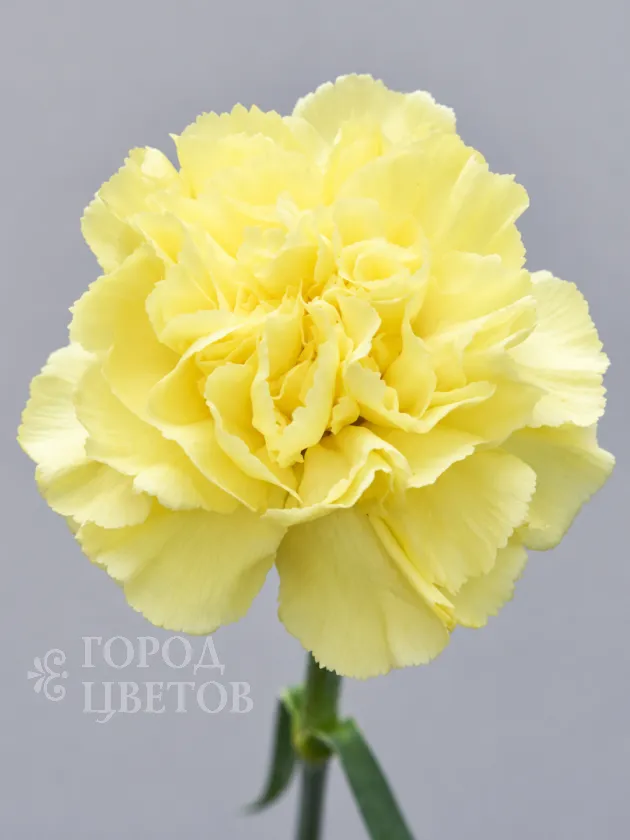 Гвоздика Hermes Yellow (Гермес Еллоу)