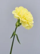 Гвоздика Hermes Yellow (Гермес Еллоу)