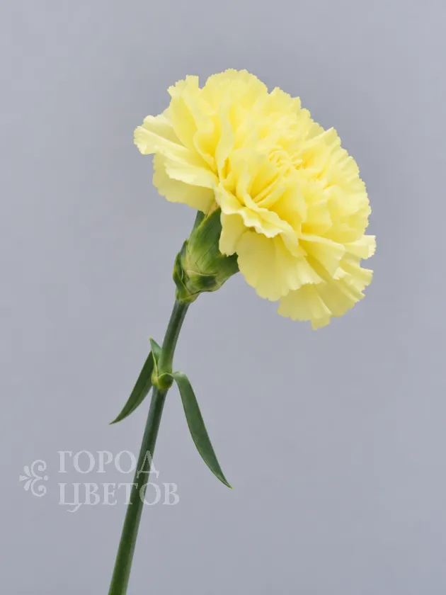 Гвоздика Hermes Yellow (Гермес Еллоу)