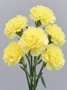 Гвоздика Hermes Yellow (Гермес Еллоу)