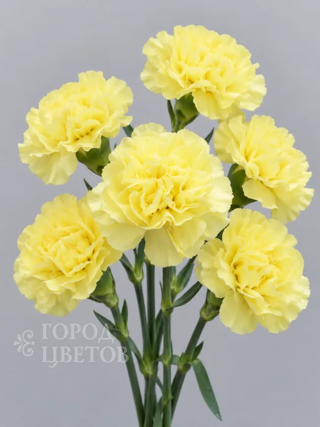 Гвоздика Hermes Yellow (Гермес Еллоу)