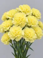 Гвоздика Hermes Yellow (Гермес Еллоу)