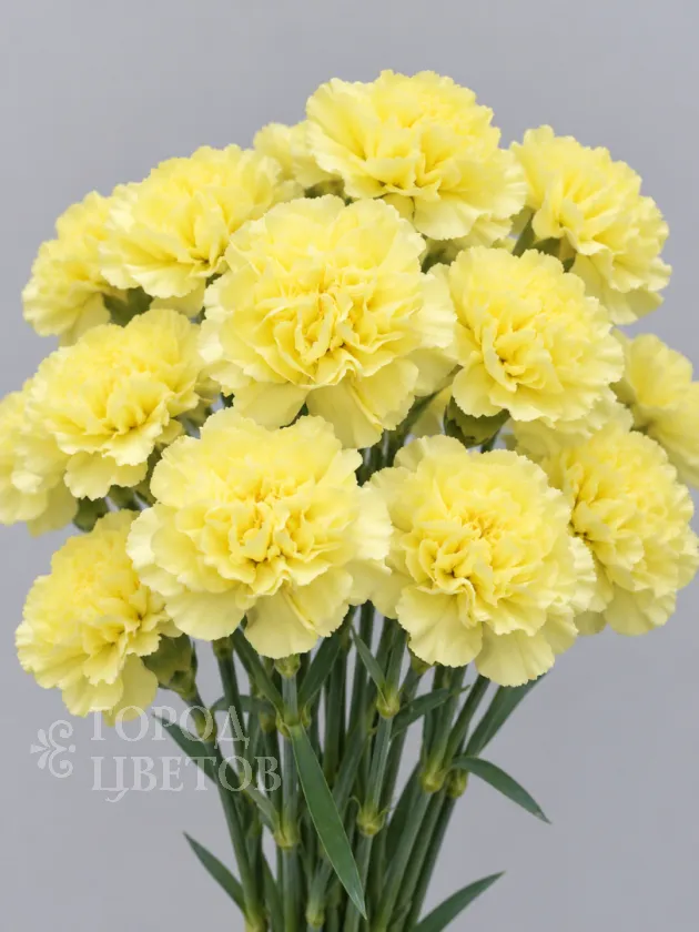 Гвоздика Hermes Yellow (Гермес Еллоу)
