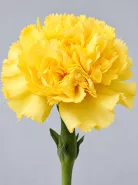 Гвоздика Liberty Yellow (Либерти Еллоу)