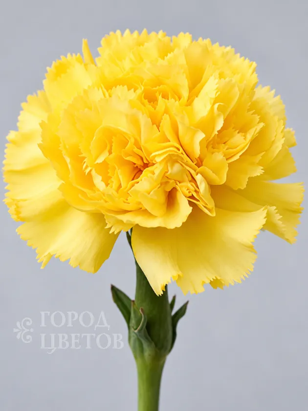 Гвоздика Liberty Yellow (Либерти Еллоу)