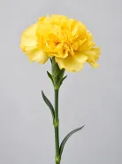 Гвоздика Liberty Yellow (Либерти Еллоу)