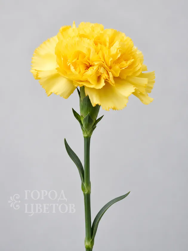 Гвоздика Liberty Yellow (Либерти Еллоу)